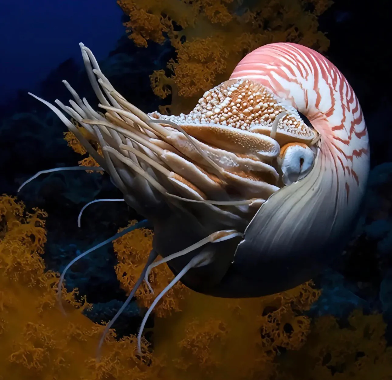 Mechanical Metal Nautilus 3D Puzzle Inspiration (1)